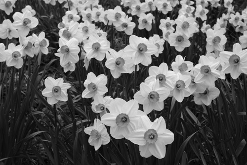 Daffodils Number 61 Reeves-Reed Arboretum Union County New Jersey (6361SA).jpg